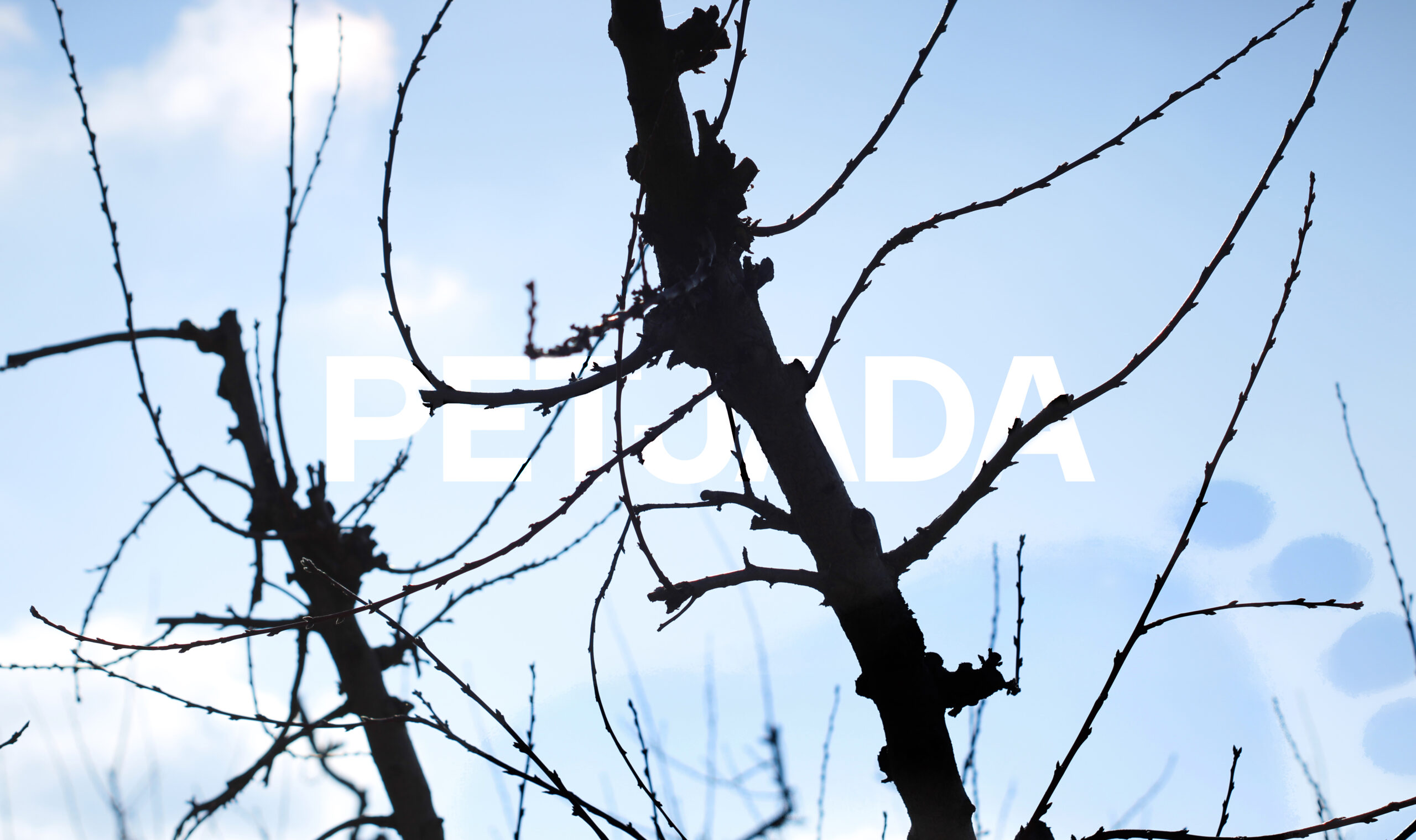 petjada-background-ramas Cielo azul con unas ramas de un arbol pasando por encima del logo de PETJADA en el centro y una huella transparente en una esquina.